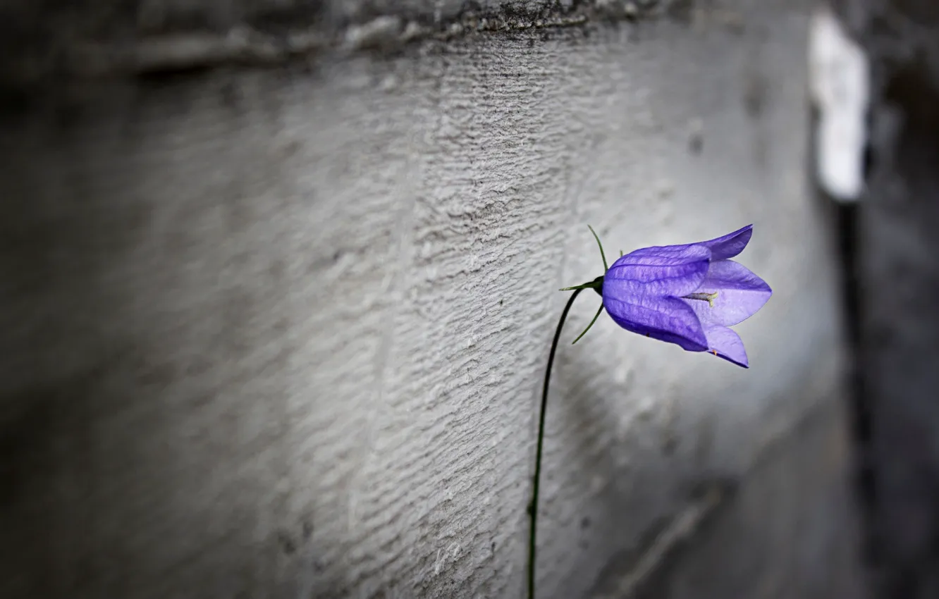 Photo wallpaper purple, flowers, loneliness, background, Wallpaper, blur, wallpaper, flower