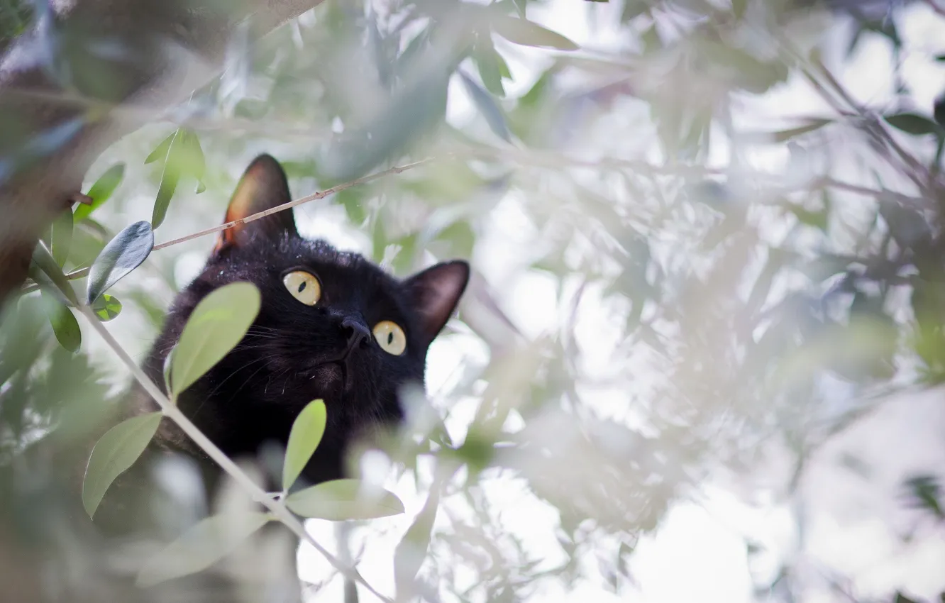 Photo wallpaper cat, cat, branches, tree, black, hunting