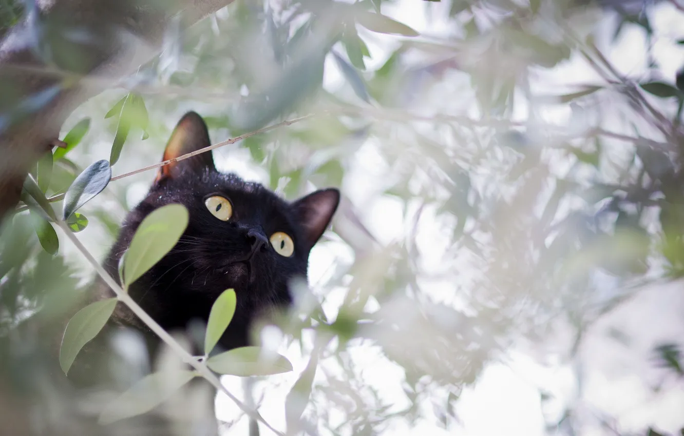 Photo wallpaper cat, cat, trees, branches, black, hunting