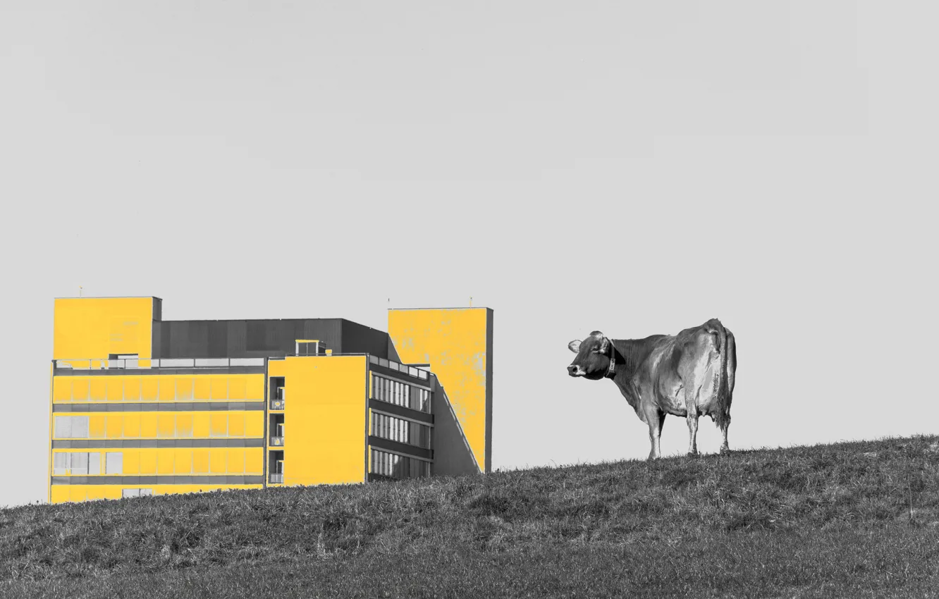 Photo wallpaper the city, home, cows