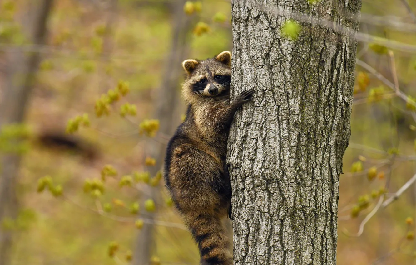 Photo wallpaper look, leaves, trees, branches, nature, pose, raccoon, trunk