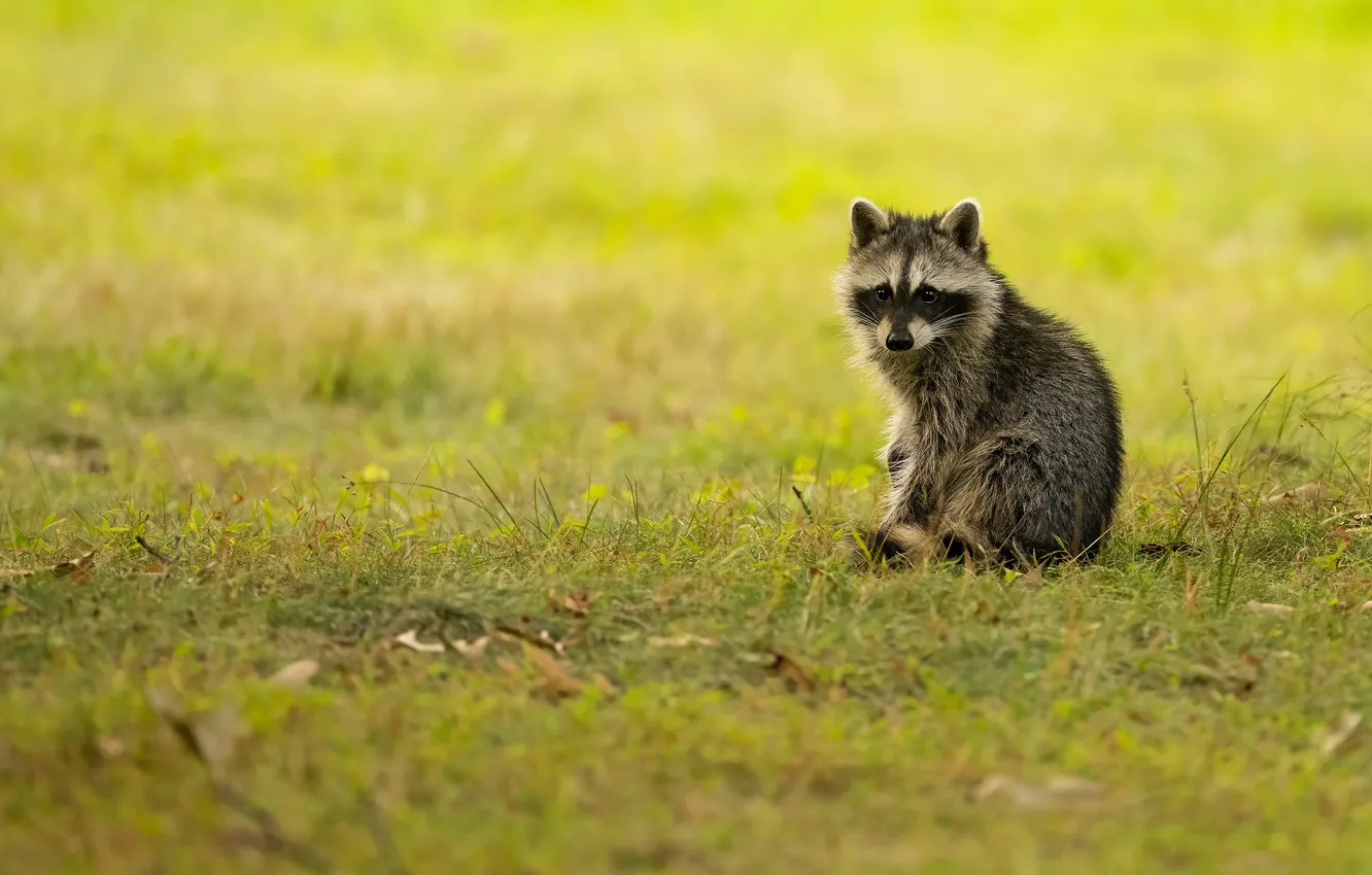 Photo wallpaper glade, raccoon, cub