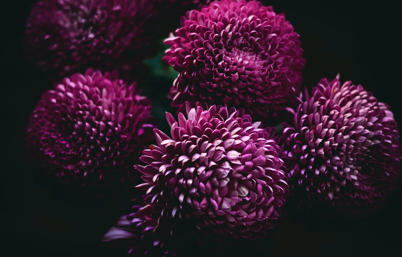 Photo wallpaper flowers, the dark background, chrysanthemum, Burgundy, raspberry