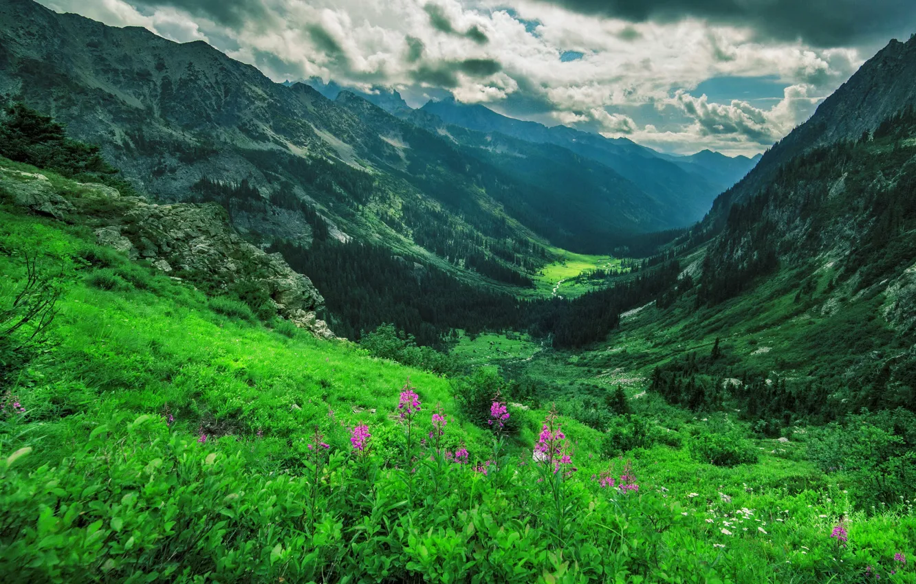 Photo wallpaper forest, mountains, slope, river, Ivan-tea