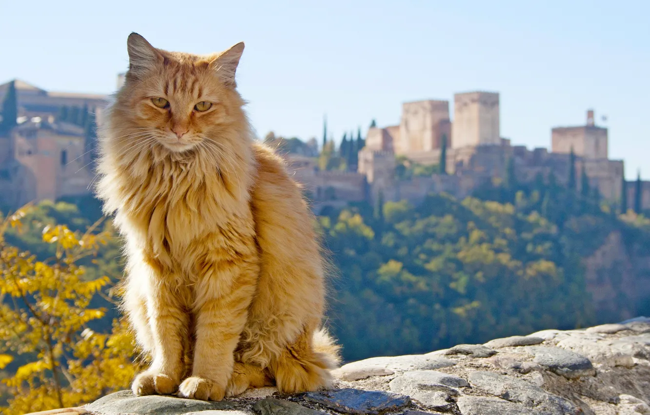 Photo wallpaper cat, red, Spain, Spain, Andalusia, Andalusia, Granada, Granada