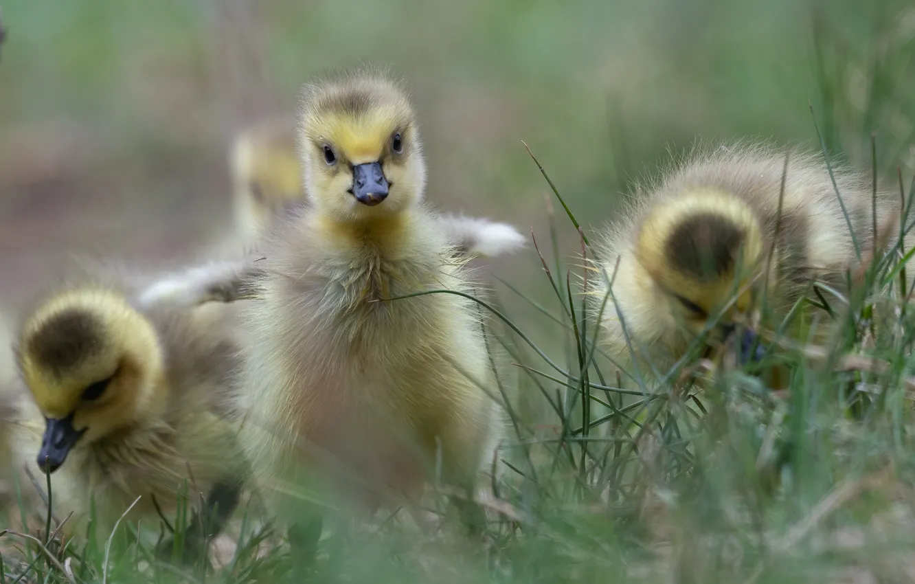 Photo wallpaper grass, baby, Chicks, the goslings