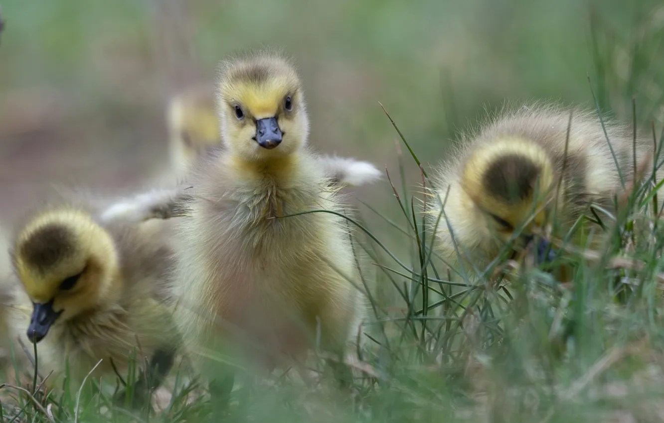 Photo wallpaper grass, kids, Chicks, the goslings