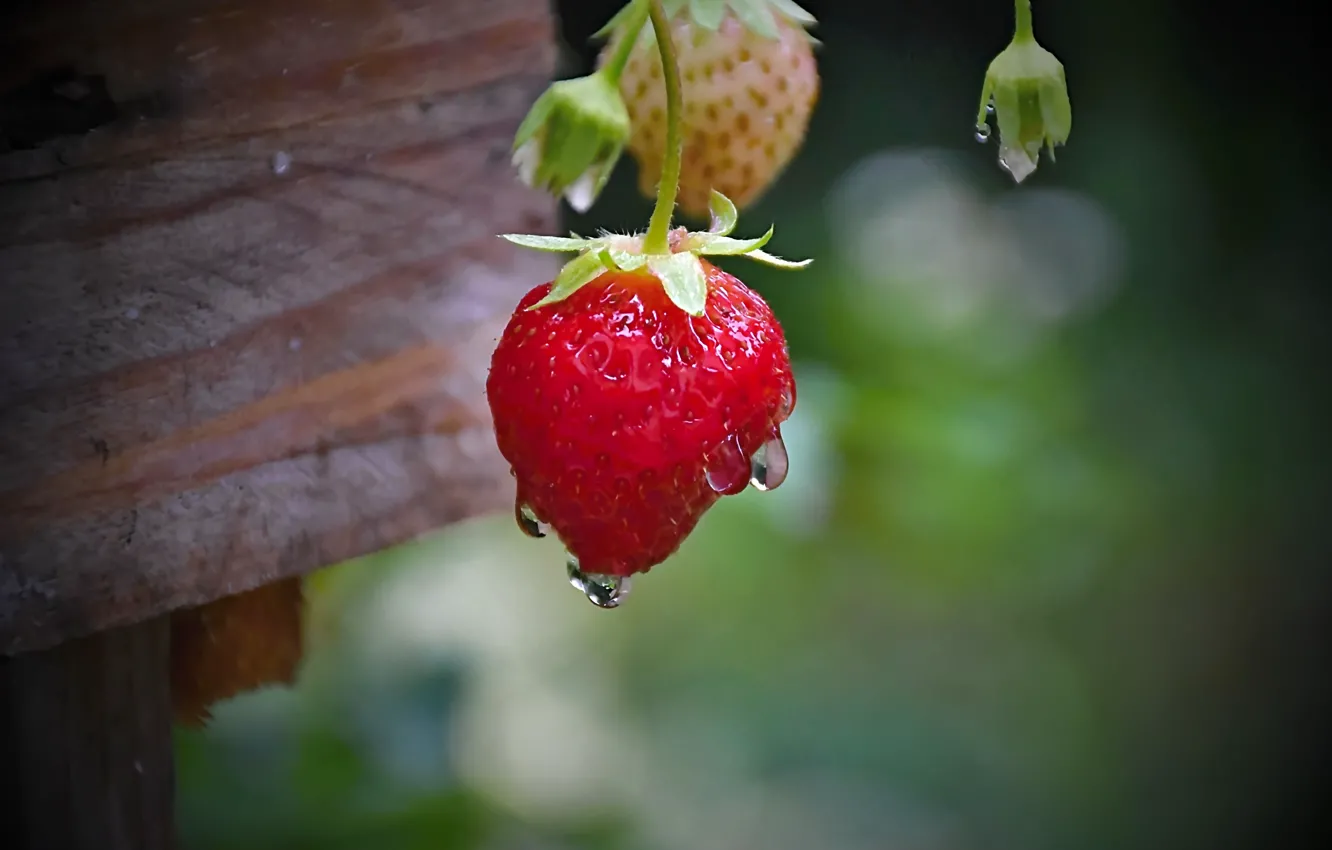 Photo wallpaper Drops, Strawberry, Berries, Strawberry, Bokeh, Drops