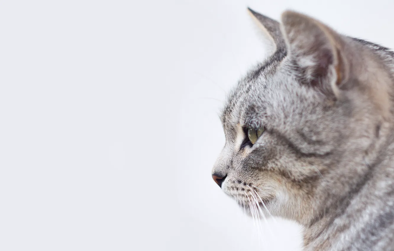 Photo wallpaper cat, cat, wool, profile