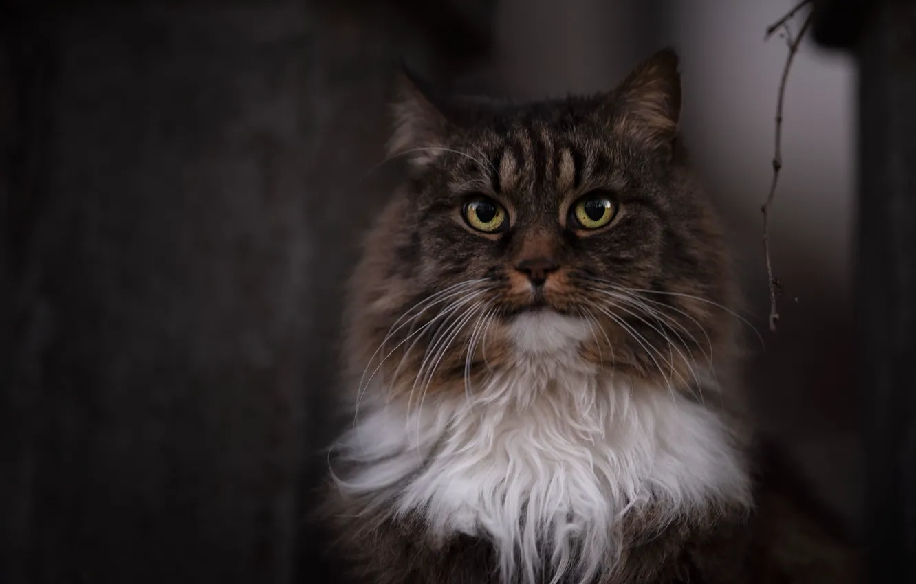 Photo wallpaper cat, look, fluffy, muzzle, Kote