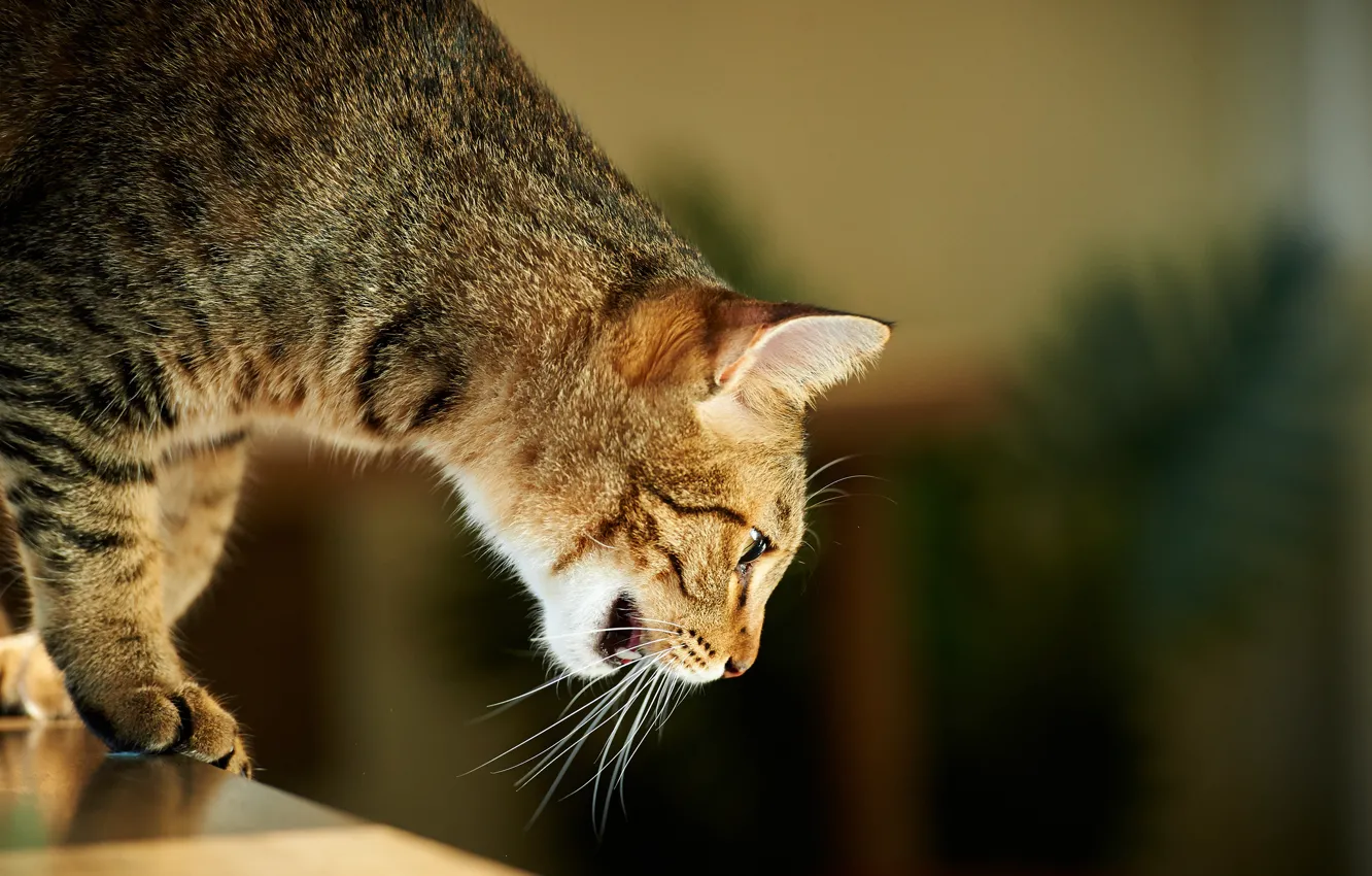 Photo wallpaper cat, cat, mustache, house, attention