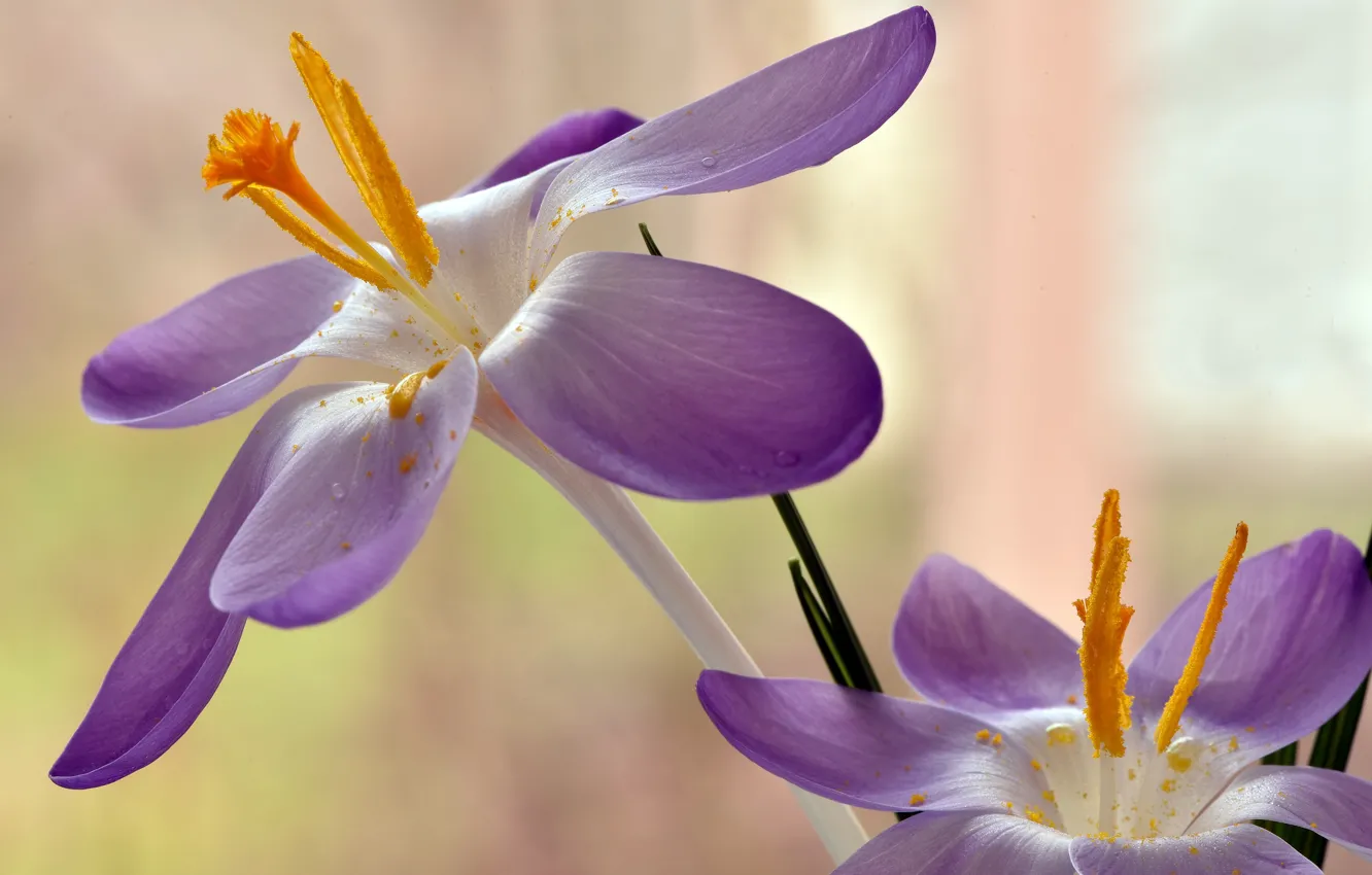 Photo wallpaper macro, background, pollen, petals, crocuses, stamens, saffron
