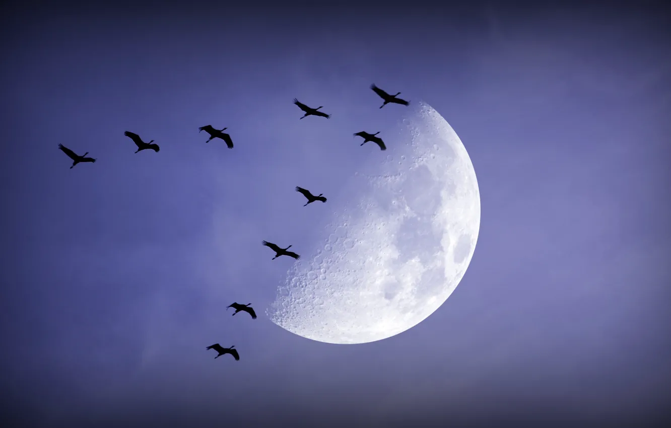 Photo wallpaper birds, night, the moon