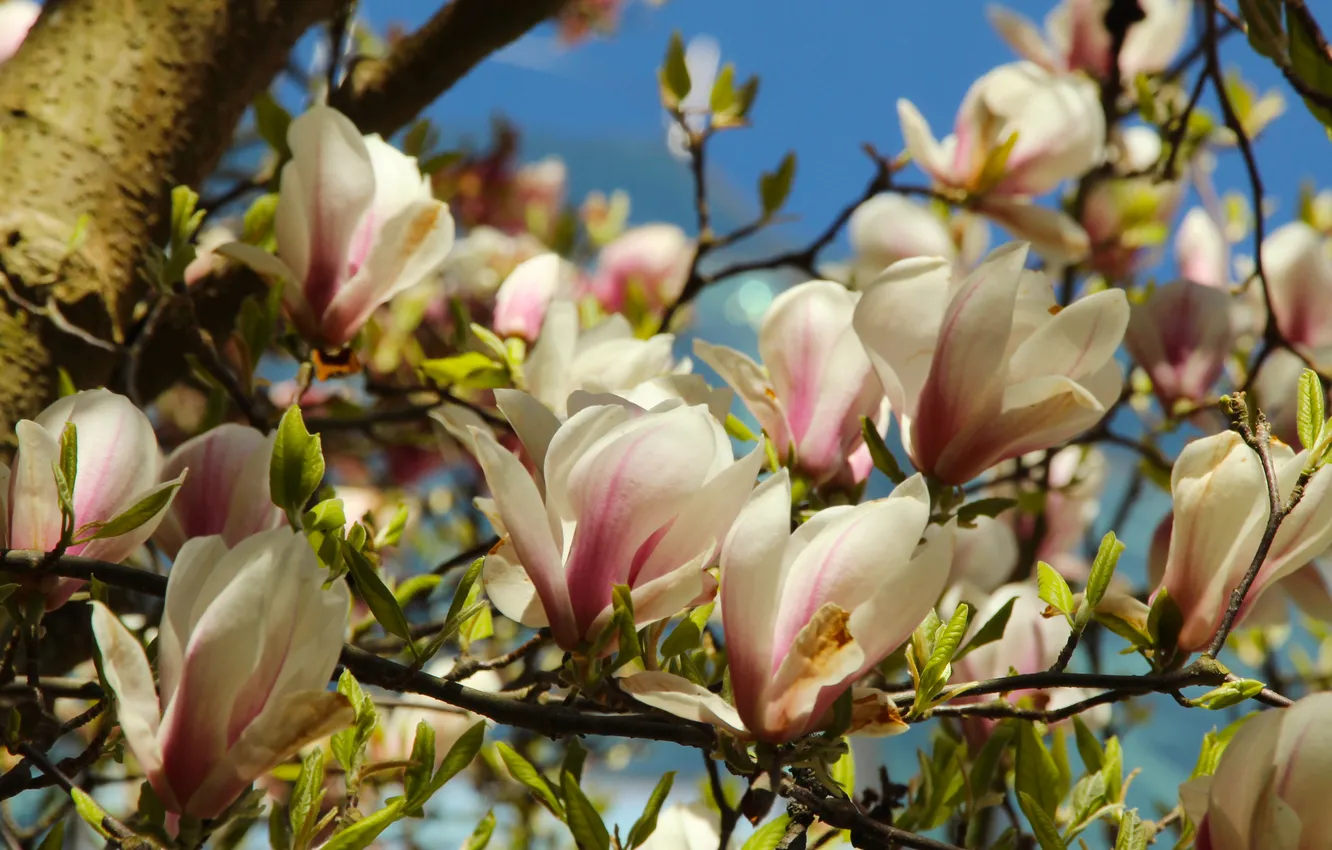 Photo wallpaper spring, magnolia, twig