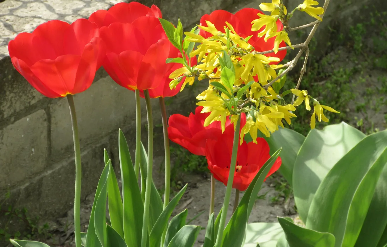 Photo wallpaper flowers, tulips, yellow, red tulips, spring 2018, Mamala ©