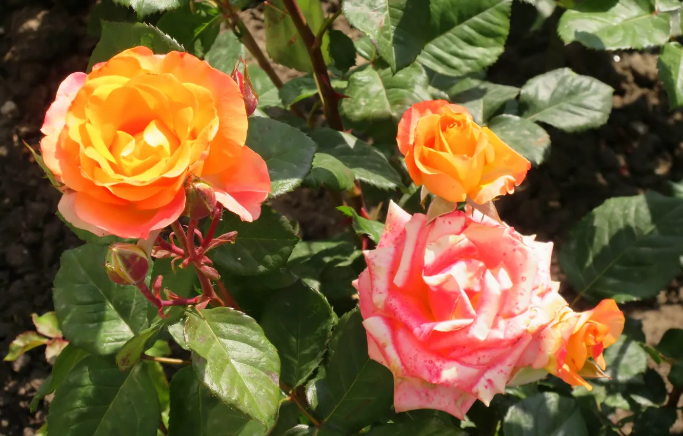 Photo wallpaper flowers, roses, the bushes, rose Bush, Meduzanol ©, Summer 2018