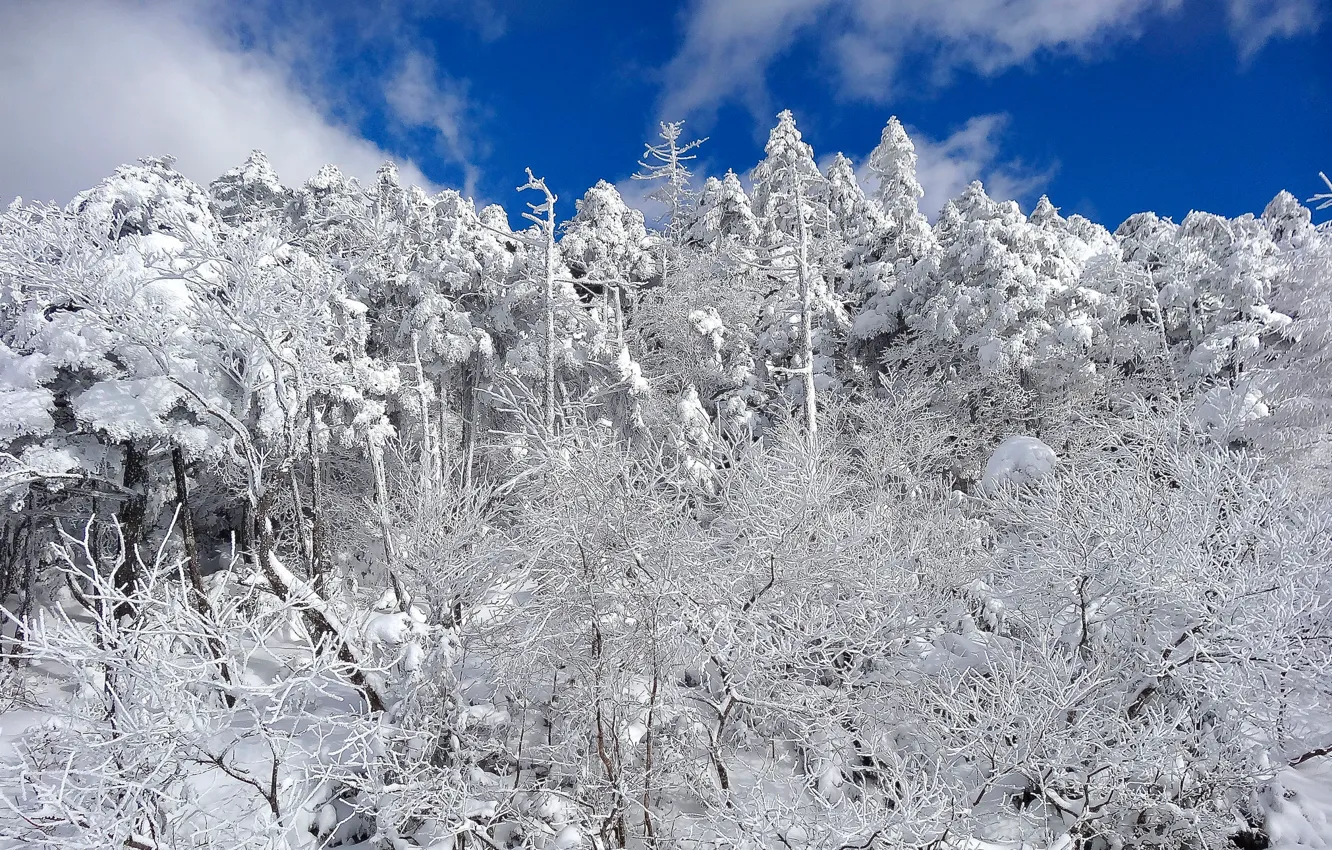 Photo wallpaper winter, forest, the sky, clouds, snow, trees, slope