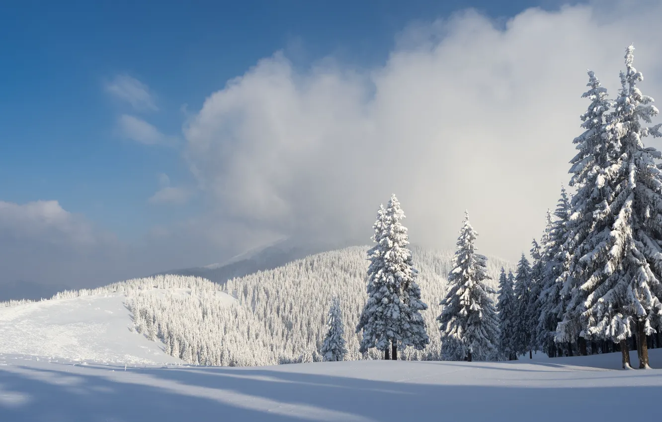 Photo wallpaper cold, winter, forest, the sky, clouds, snow, mountains, fog