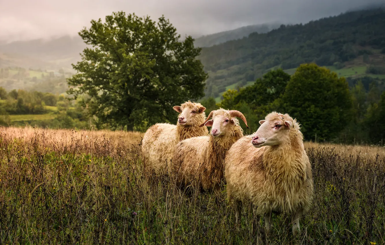 Photo wallpaper field, sheep, RAM, trio