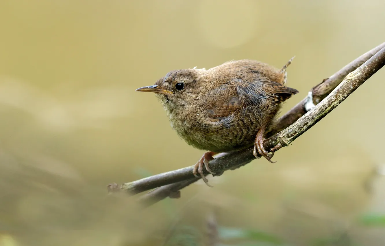 Photo wallpaper branches, grey, bird, bird, Nightingale, blurred background