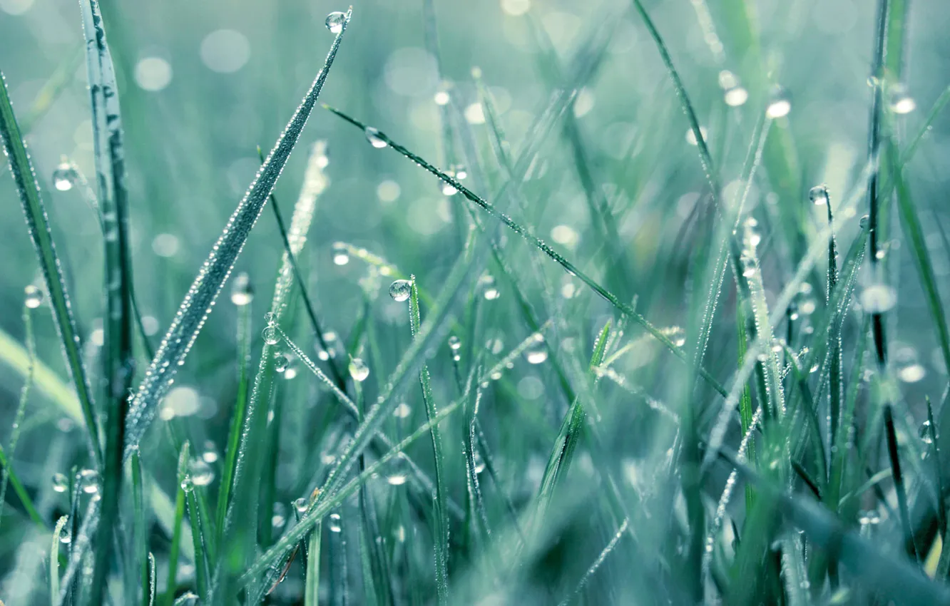 Photo wallpaper grass, drops, Rosa