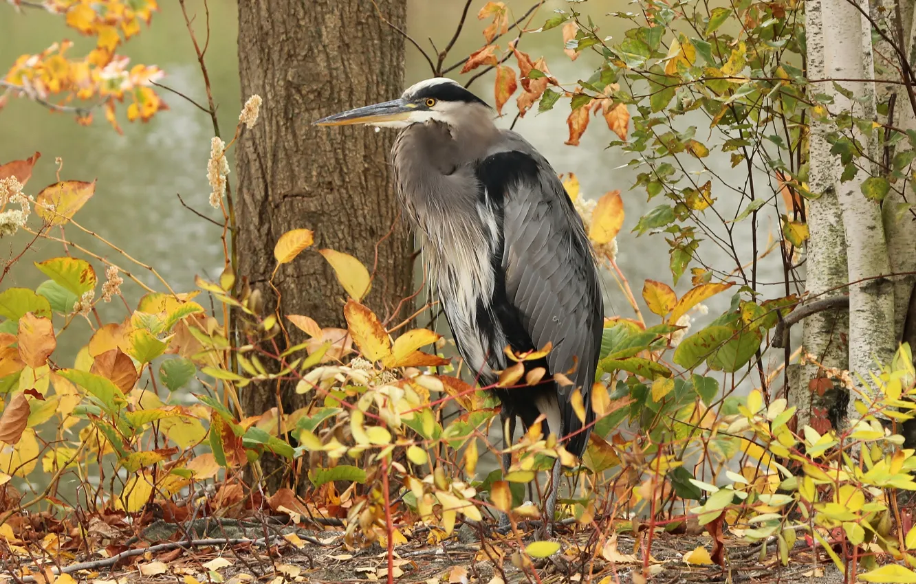 Photo wallpaper autumn, leaves, trees, bird, grey Heron