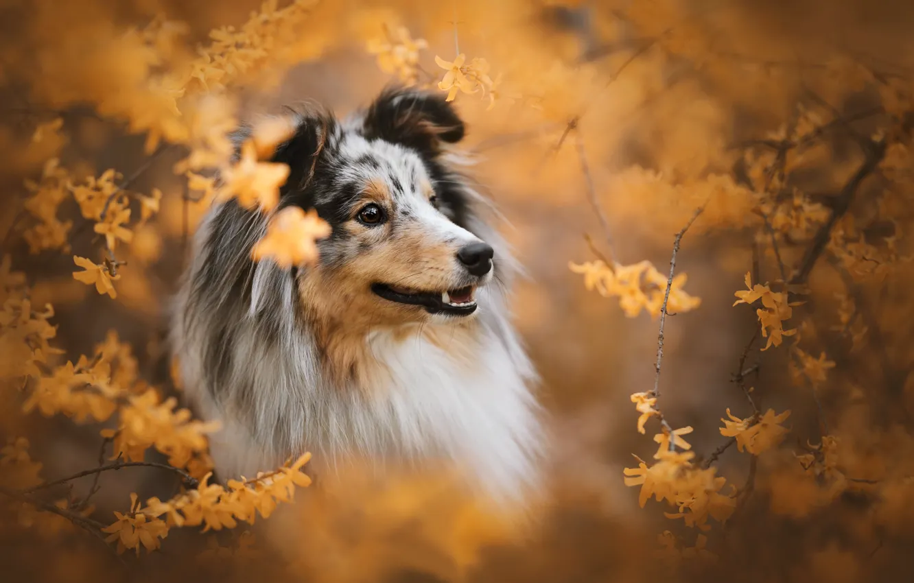 Photo wallpaper face, branches, dog, flowers, bokeh, Sheltie, Shetland Sheepdog