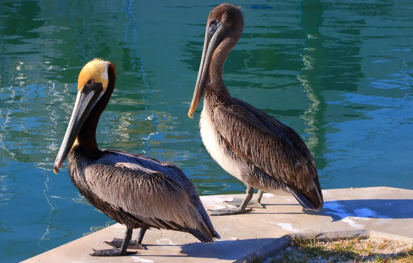 Photo wallpaper water, the sun, pond, bird, Pelican