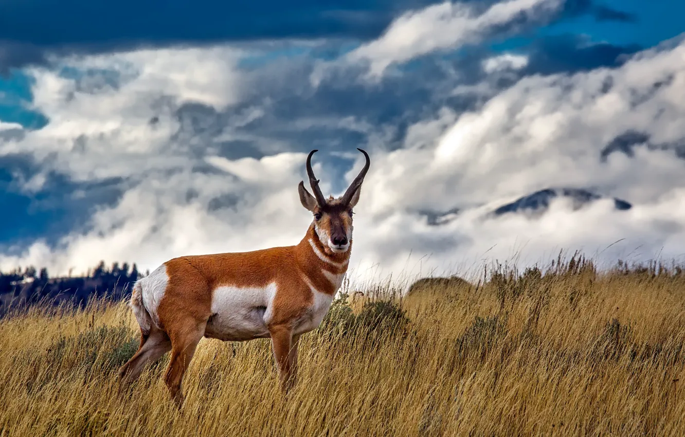 Photo wallpaper field, the sky, grass, clouds, horns, Yellowstone, Yellowstone National Park, pronghorn