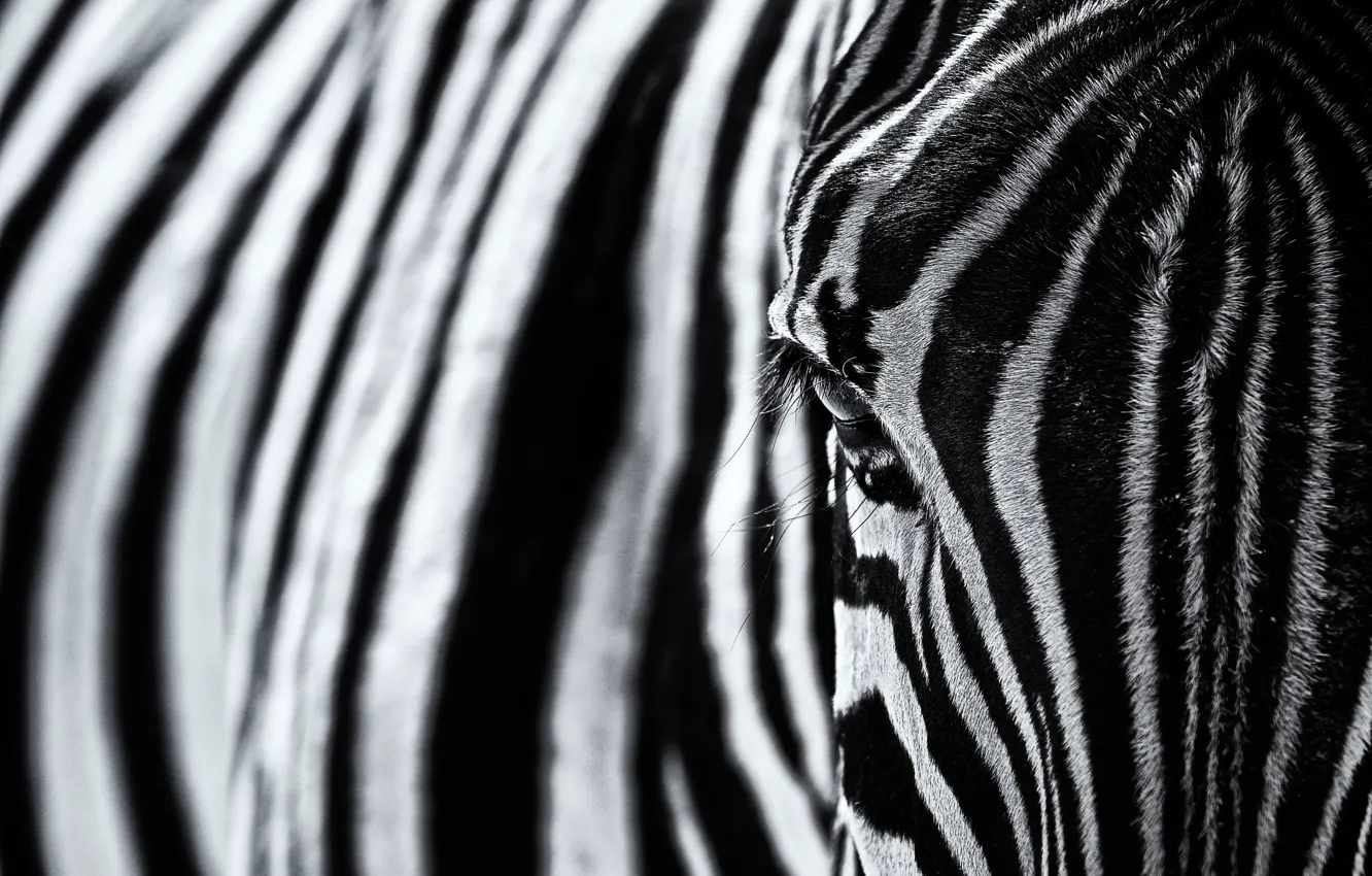 Photo wallpaper strips, texture, Zebra, black and white photo