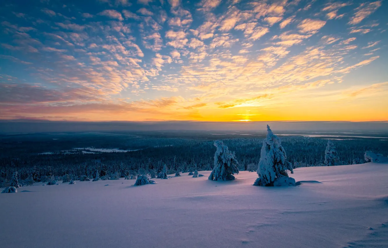 Photo wallpaper winter, snow, trees, morning, panorama