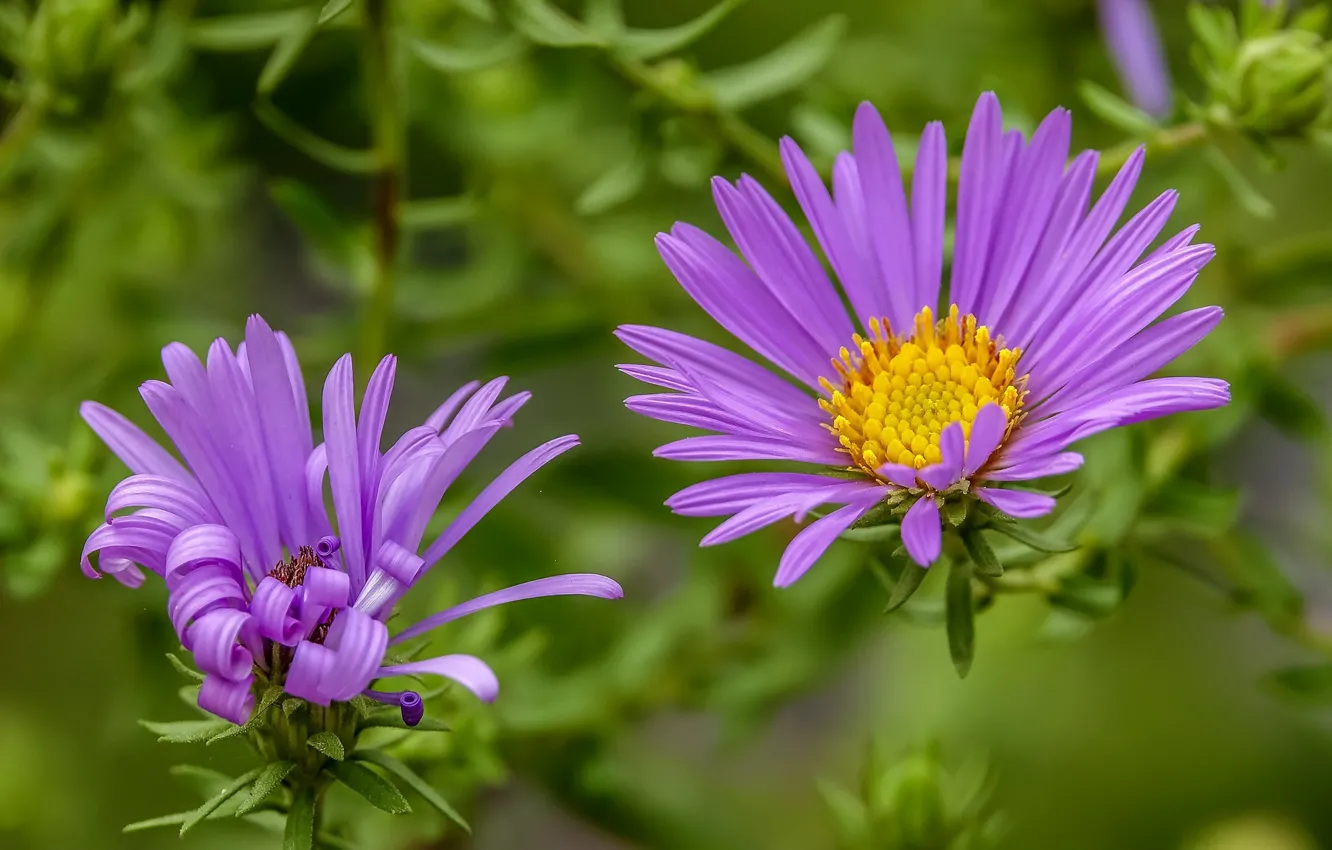 Photo wallpaper macro, Duo, asters