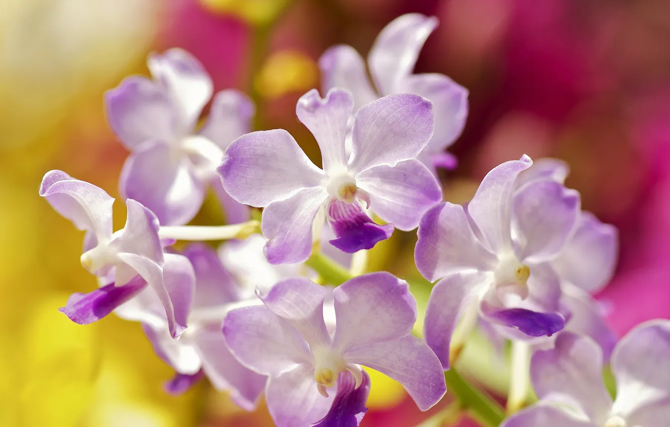 Photo wallpaper flowers, lilac, Orchid