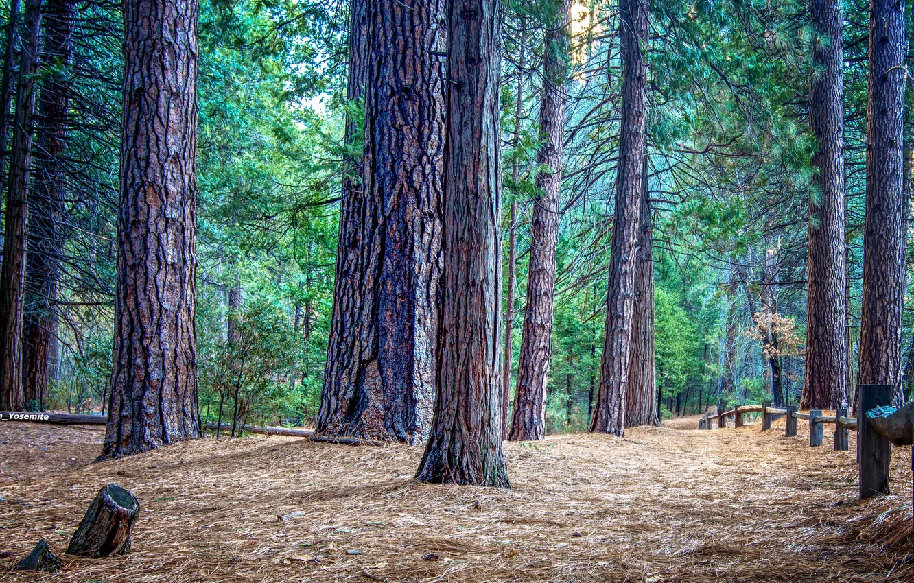 Photo wallpaper forest, trees, pine