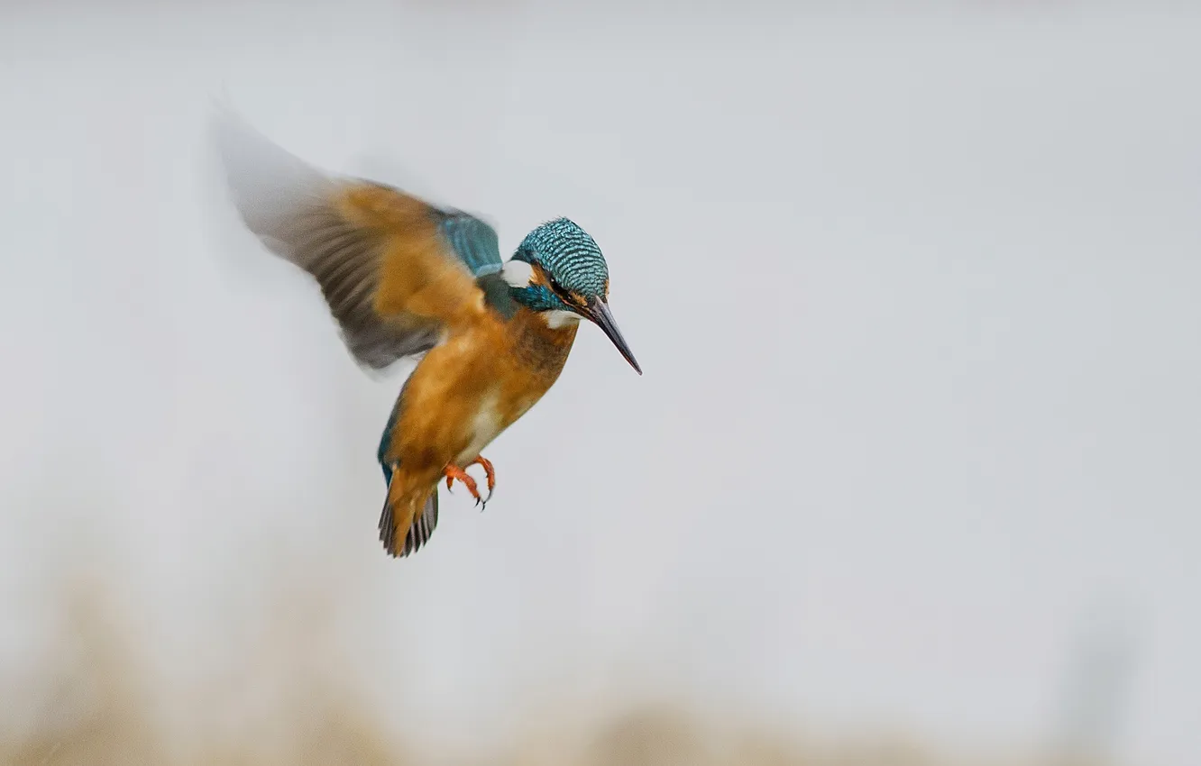 Photo wallpaper bird, Kingfisher, in flight