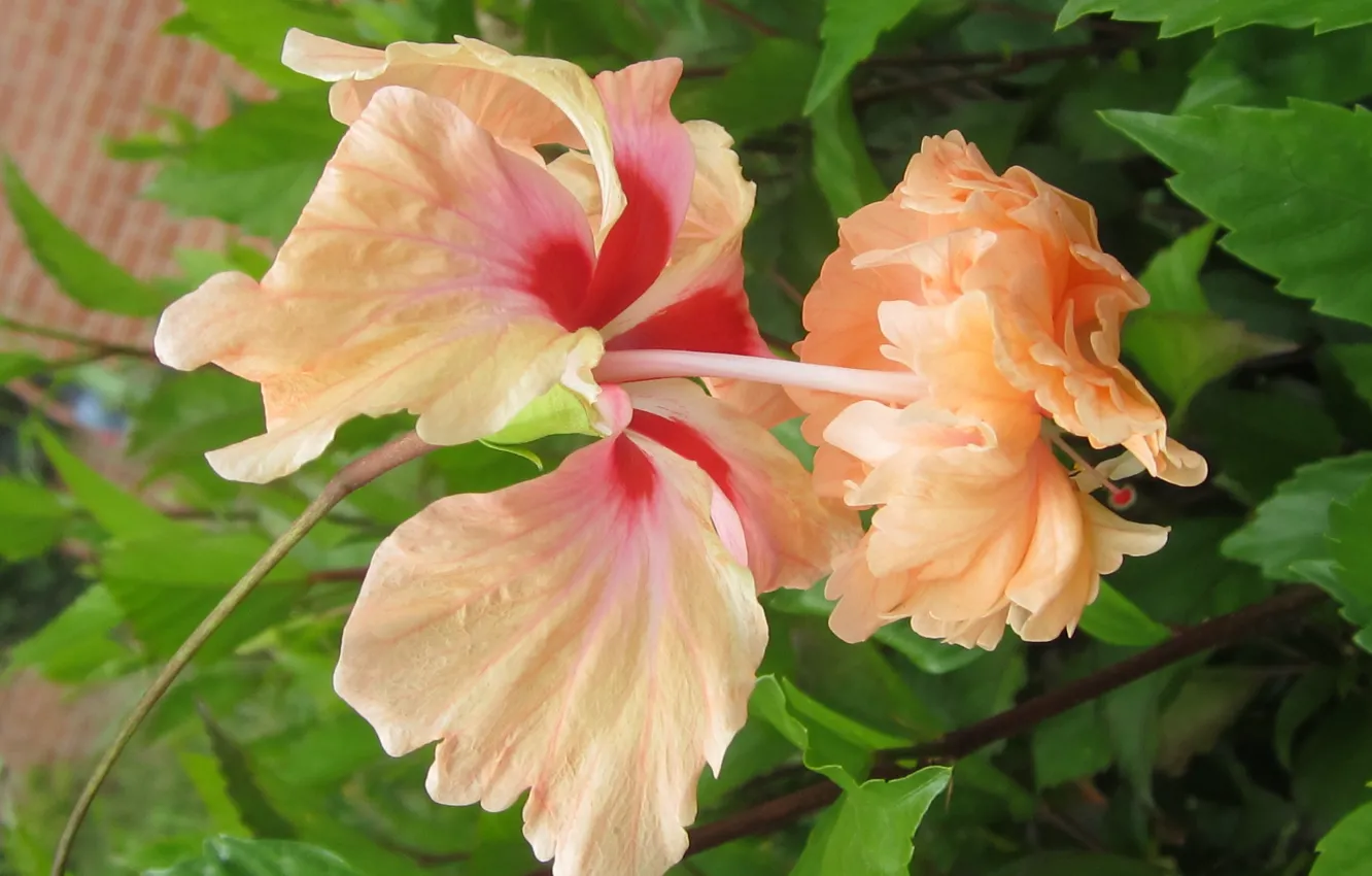 Photo wallpaper blossom, petals, bloom, pistils