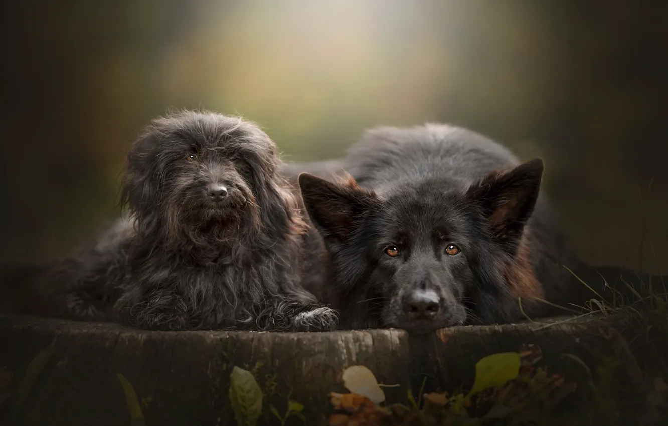 Photo wallpaper look, stump, a couple, two dogs, faces, German shepherd