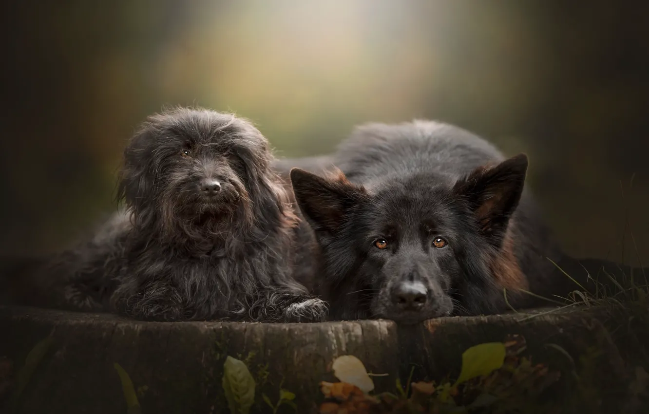Photo wallpaper look, stump, face, a couple, two dogs, German shepherd