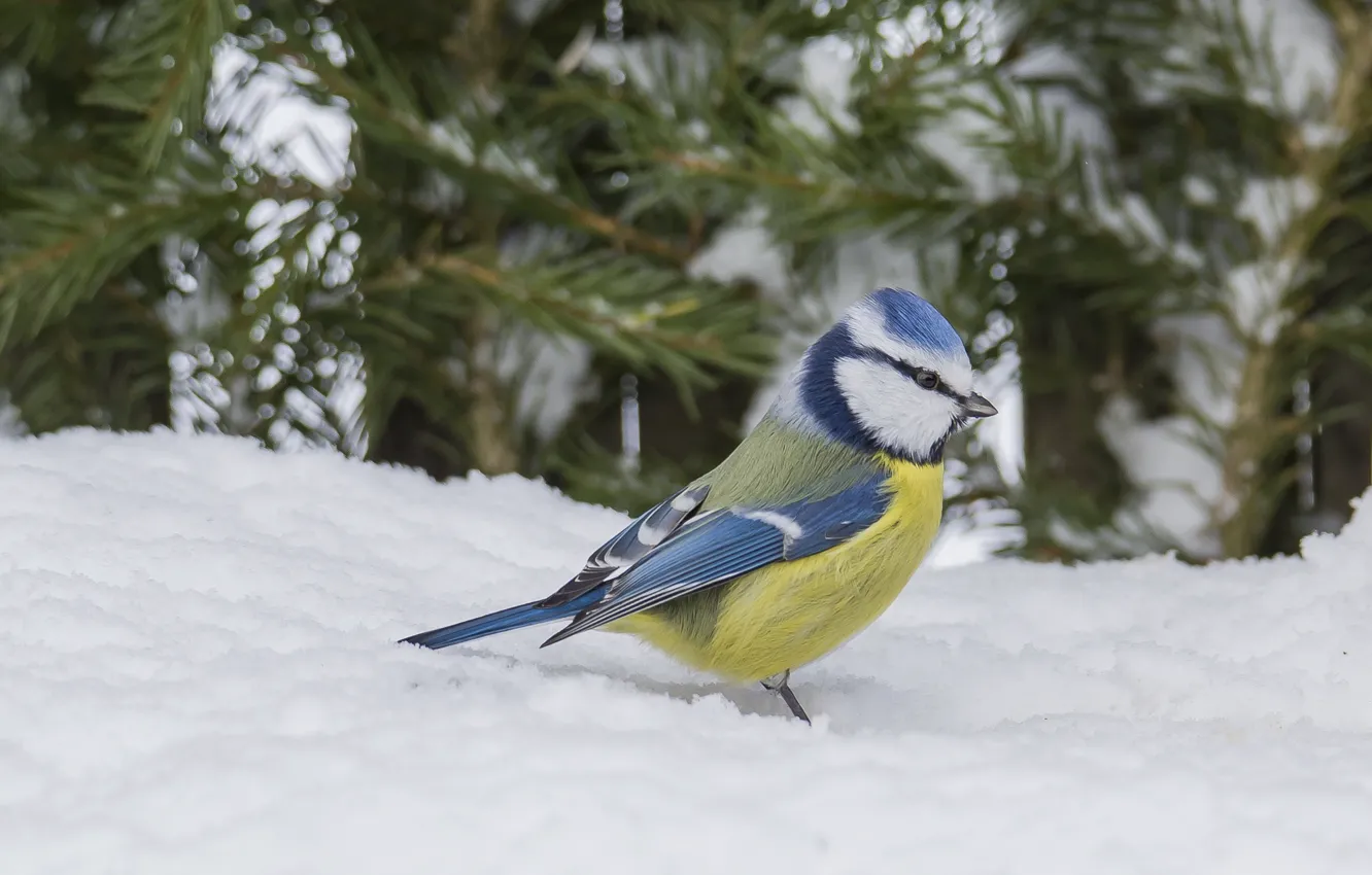 Photo wallpaper winter, tit, blue tit, photohunt