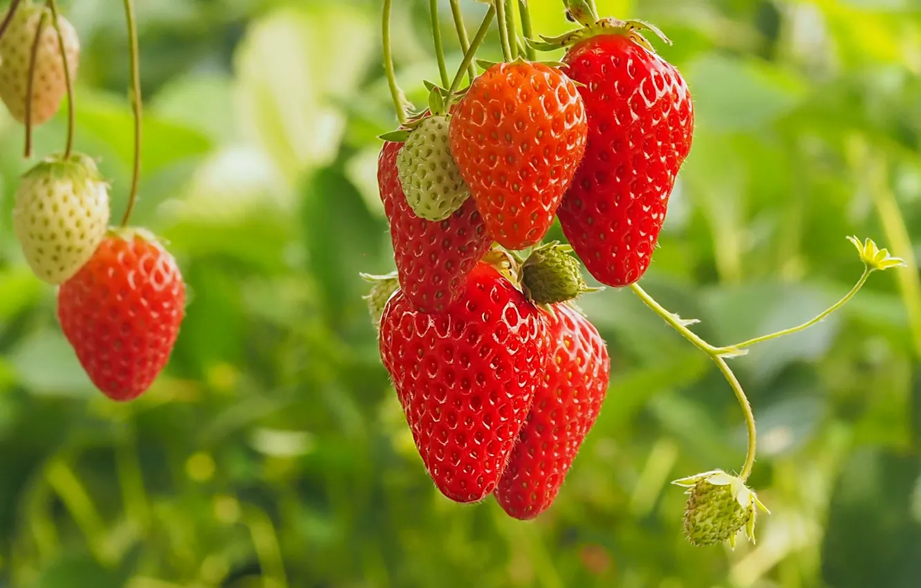 Photo wallpaper berries, strawberry, bokeh