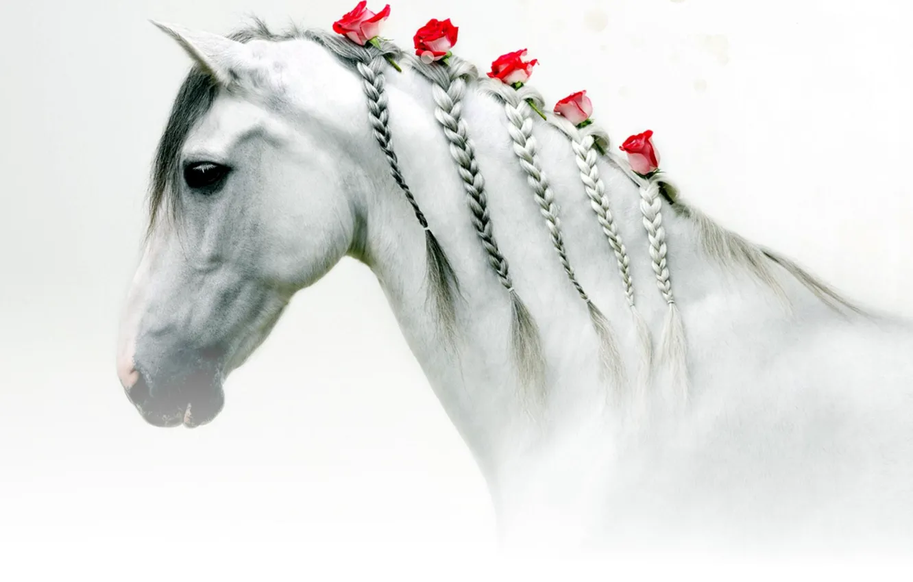 Photo wallpaper creative, horse, roses, braid