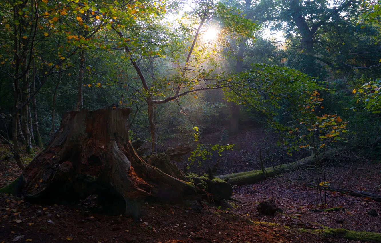 Photo wallpaper autumn, forest, light, branches, nature, stump