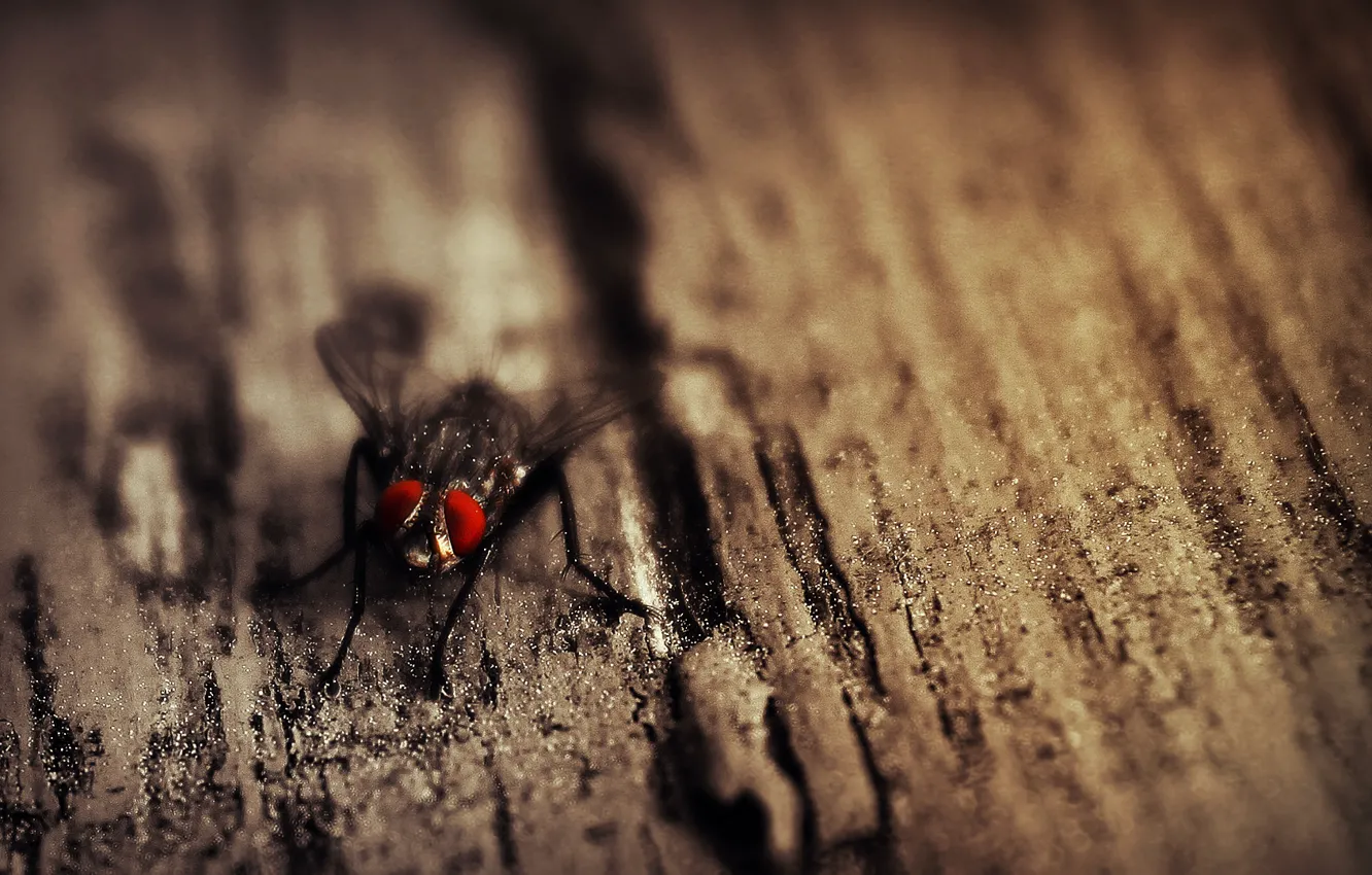 Photo wallpaper eyes, trees, fly