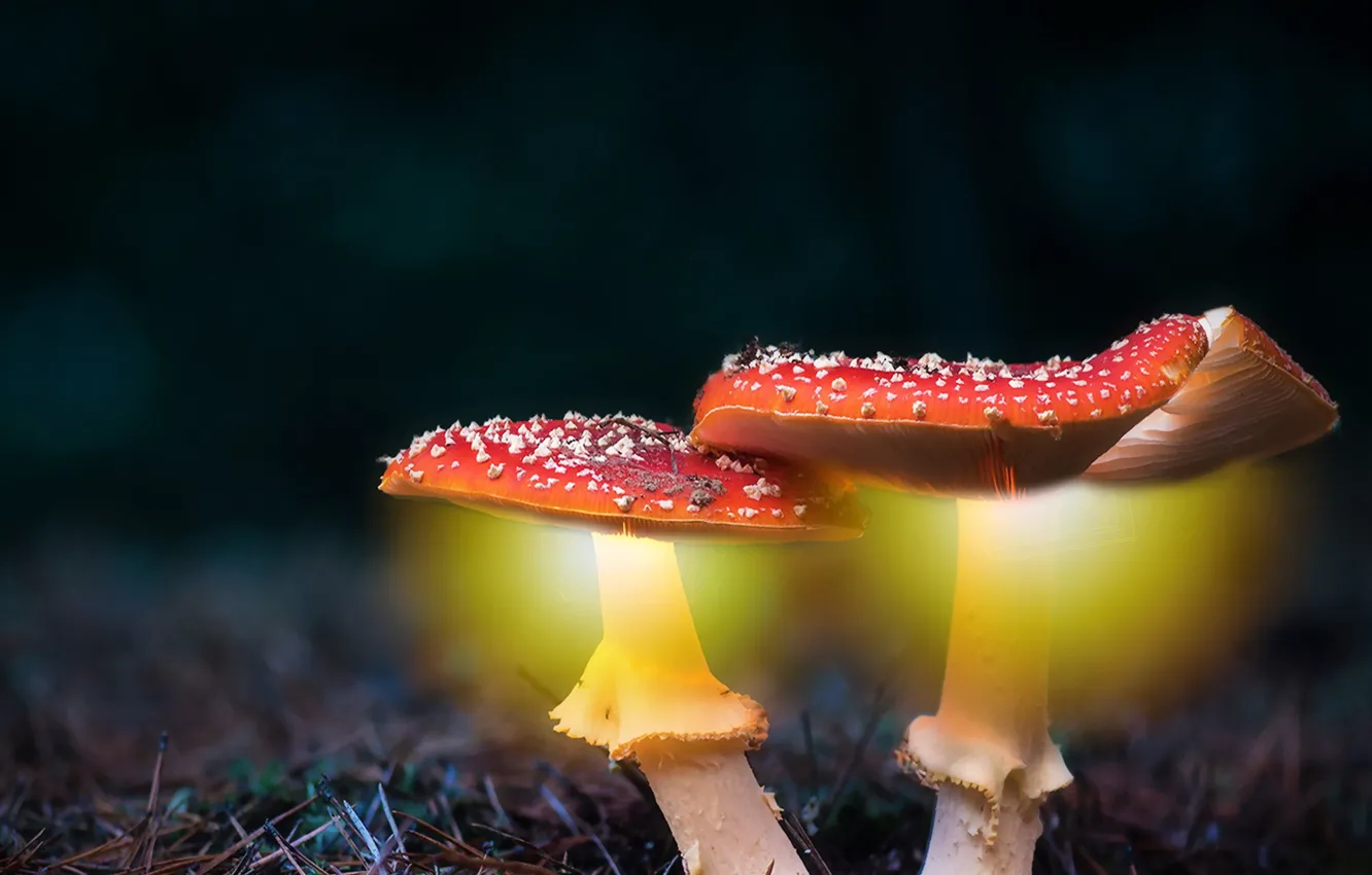 Photo wallpaper forest, mushrooms, lighting effects