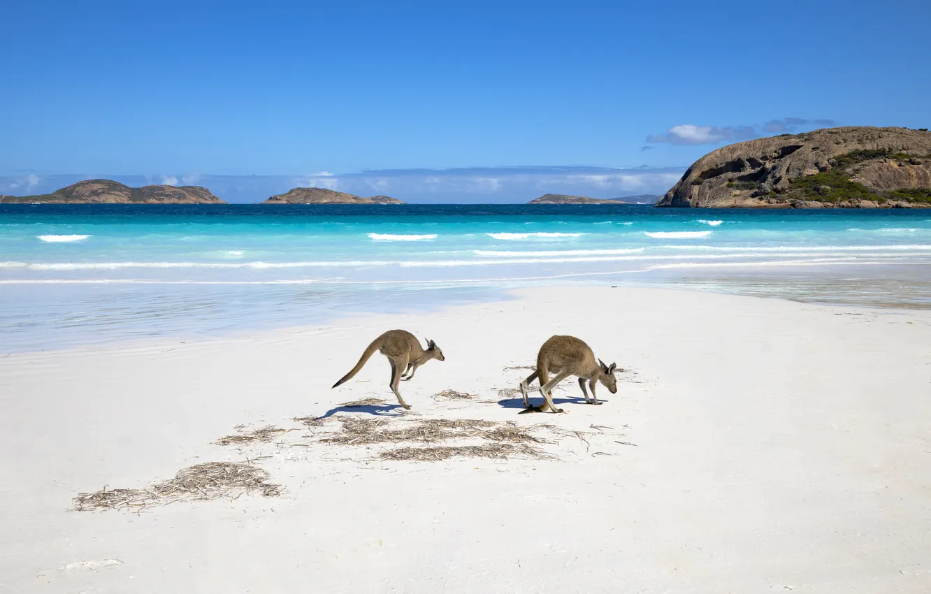 Photo wallpaper sand, sea, beach, shore, kangaroo, a couple