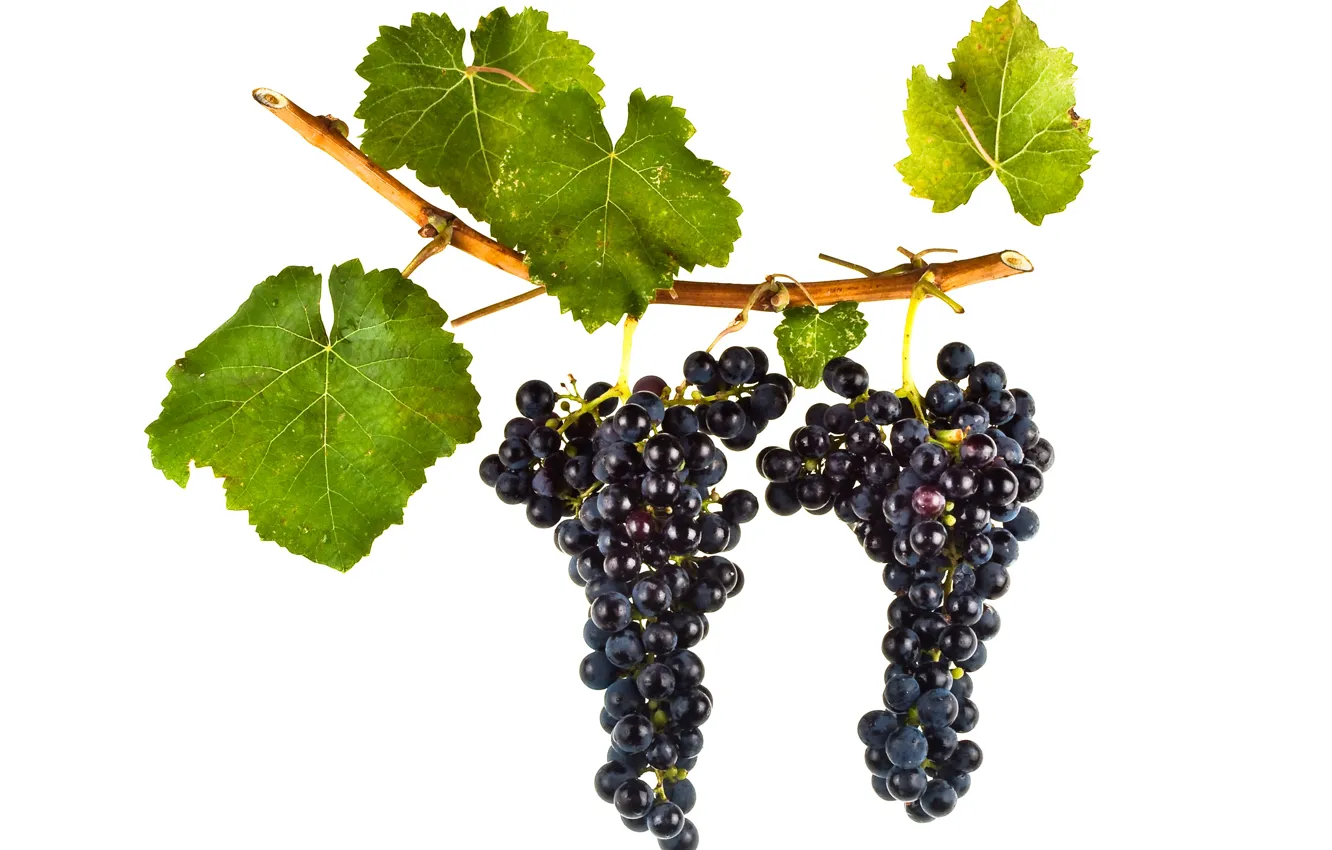 Photo wallpaper wine, leaves, grapes, red wine, vitis vinifera, Petite Verdot