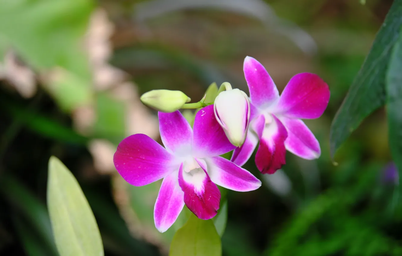 Photo wallpaper flowers, nature, beauty