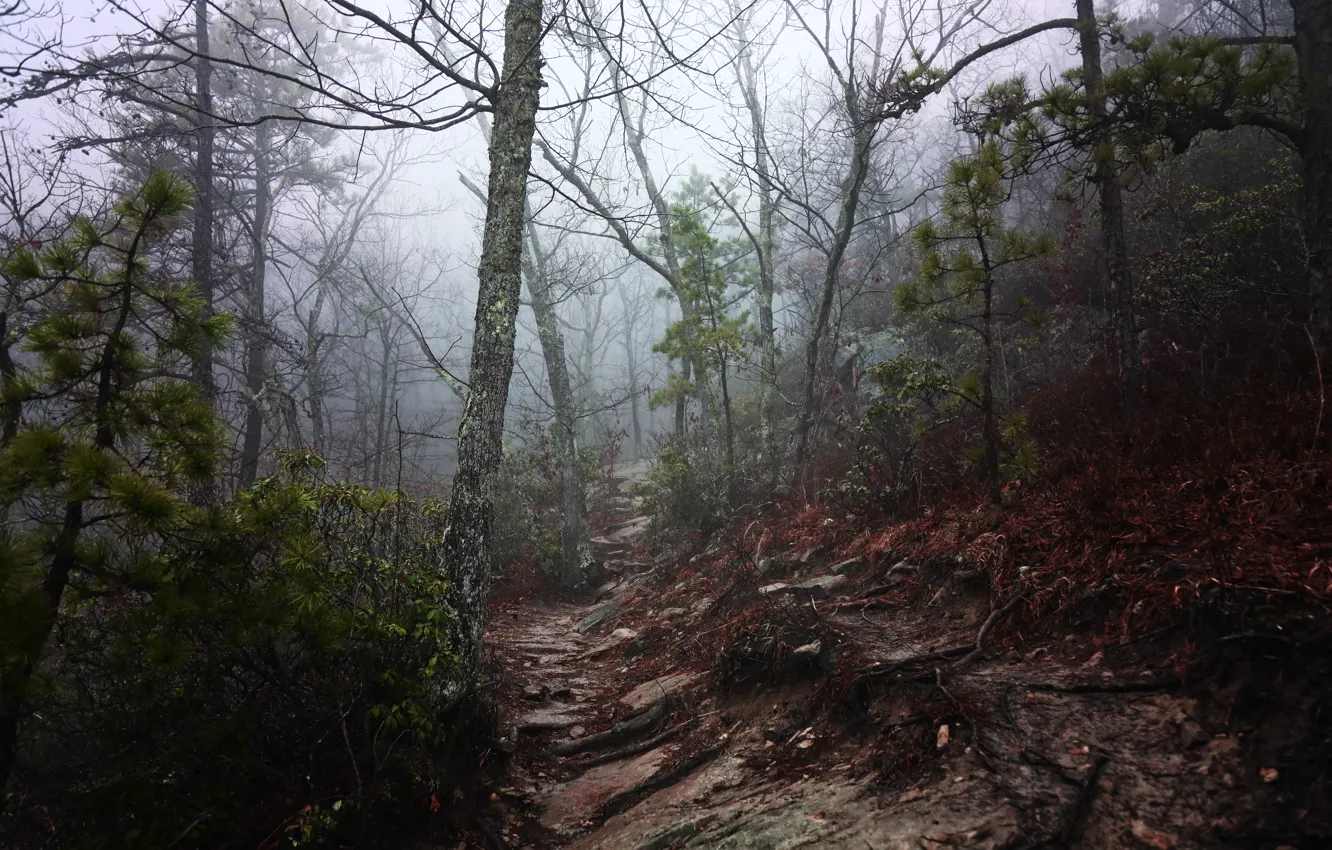 Photo wallpaper forest, trees, nature, fog, path