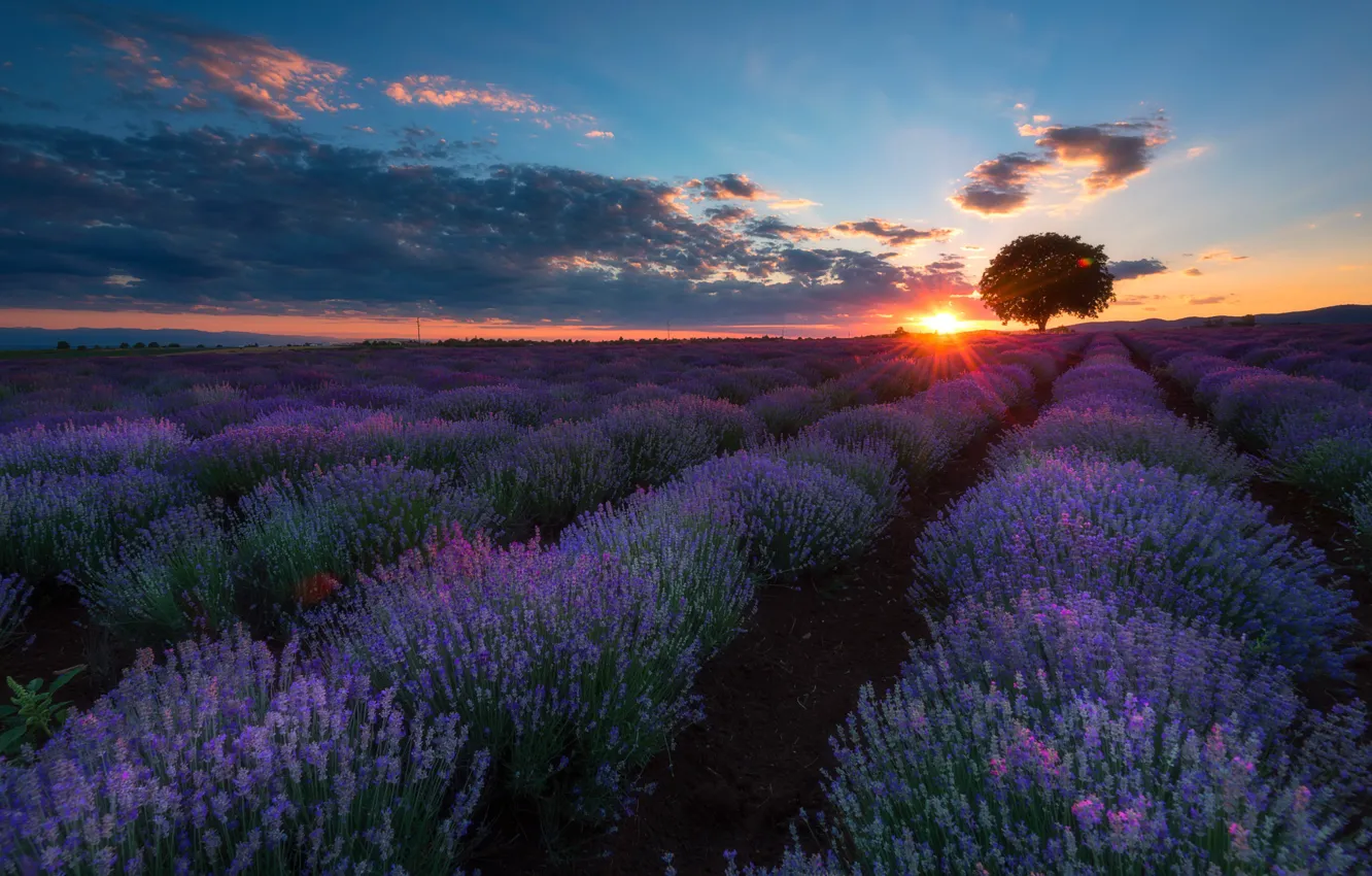 Photo wallpaper field, the sun, rays, trees, landscape, sunset, nature, lavender