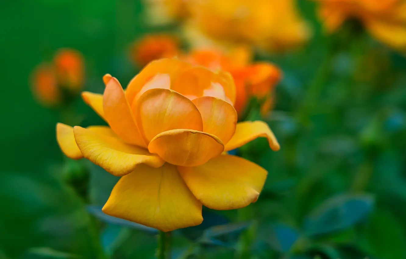 Photo wallpaper flowers, yellow, roses, garden